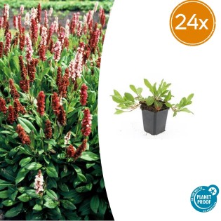 24X Persicaria Aff. 'Darjeeling Red' - ↕10-25Cm - Ø9Cm
