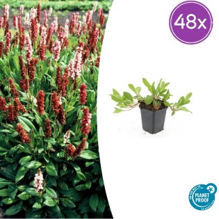 48X Persicaria Aff. 'Darjeeling Red' - ↕10-25Cm - Ø9Cm