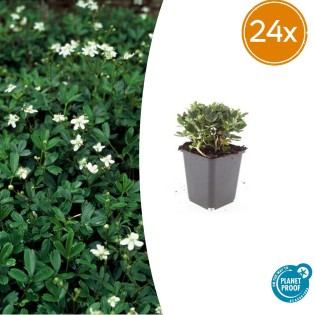 24X Potentilla Tridentata 'Nuuk' - ↕10-25Cm - Ø9Cm