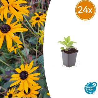 24X Rudbeckia Fulgida 'Goldsturm' - ↕10-25Cm - Ø9Cm