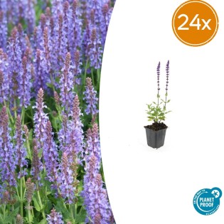 24X Salvia Nem. 'Caradonna' - ↕10-25Cm - Ø9Cm