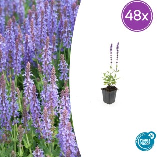 48X Salvia Nem. 'Caradonna' - ↕10-25Cm - Ø9Cm