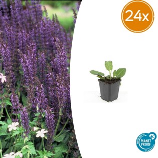 24X Salvia Nem. 'Mainacht' - ↕10-25Cm - Ø9Cm
