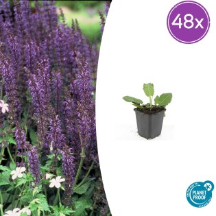 48X Salvia Nem. 'Mainacht' - ↕10-25Cm - Ø9Cm