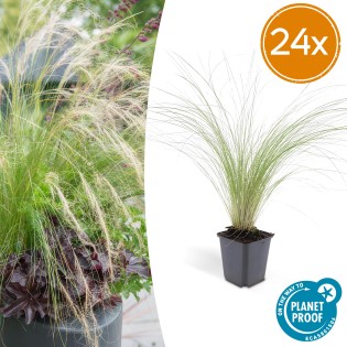 24X Stipa Tenuissima 'Ponytails' - ↕10-25Cm - Ø9Cm