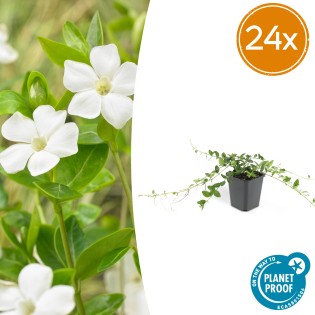 24X Vinca Minor 'Alba' - ↕10-25Cm - Ø9Cm