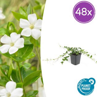 48X Vinca Minor 'Alba' - ↕10-25Cm - Ø9Cm