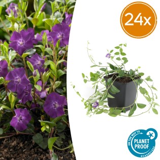 24X Vinca Minor 'Atropurpurea', - ↕10-25Cm - Ø9Cm