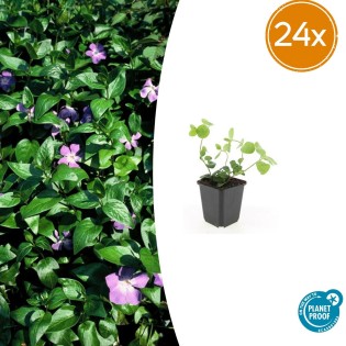24X Vinca Major - ↕10-25Cm - Ø9Cm
