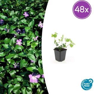 48X Vinca Major - ↕10-25Cm - Ø9Cm