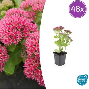 48X Sedum 'Herbstfreude' - ↕10-25Cm - Ø9Cm