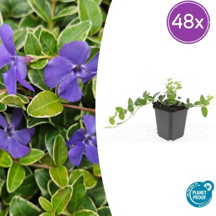 48X Vinca Minor 'Argenteovariegata' - ↕10-25Cm - Ø9Cm