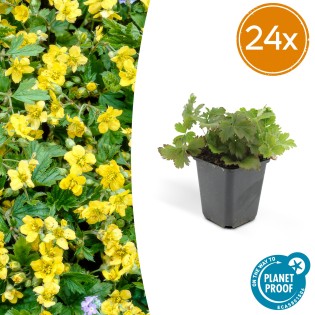 24X Waldsteinia Ternata - ↕10-25Cm - Ø9Cm