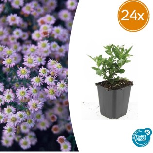 24X Aster Ageratoides 'Stardust' - ↕10-25Cm - Ø9Cm