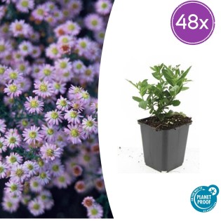 48X Aster Ageratoides 'Stardust' - ↕10-25Cm - Ø9Cm