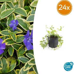 24X Vinca Minor 'Aureovariegata' - ↕10-25Cm - Ø9Cm