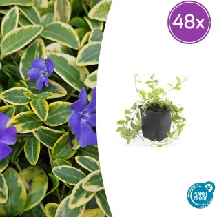 48X Vinca Minor 'Aureovariegata' - ↕10-25Cm - Ø9Cm
