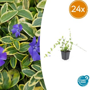 24X Vinca Minor 'Blue And Gold' - ↕10-25Cm - Ø9Cm