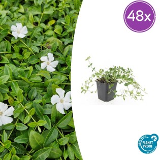 48X Vinca Minor 'Gertrude Jekyll' - ↕10-25Cm - Ø9Cm