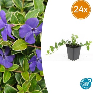 24X Vinca Minor 'Ralph Shugert' - ↕10-25Cm - Ø9Cm