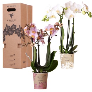 Kolibri Orchids - Surprise Box Mix - Plant Value Box - Surprise Box With 2 Different Orchids 9Cm - Fresh From The Grower
