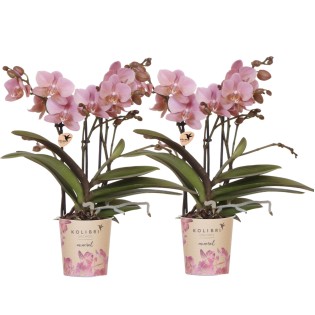 Kolibri Orchids | Combi Deal Of 2 Phalaenopsis Orchids - Treviso - Pot Size Ø9Cm | Flowering Houseplant - Fresh From The Grower