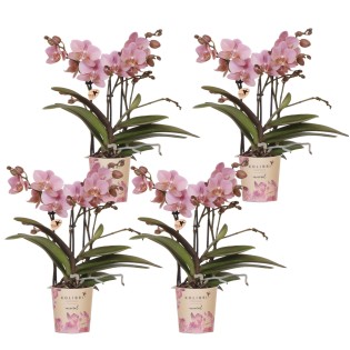 Kolibri Orchids | Combi Deal Of 4 Phalaenopsis Orchids - Treviso - Pot Size Ø9Cm | Flowering Houseplant - Fresh From The Grower