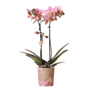 Kolibri Orchids | Old Pink Phalaenopsis Orchid - Jewel Treviso - Pot Size Ø9Cm | Flowering Houseplant - Fresh From The Breeder