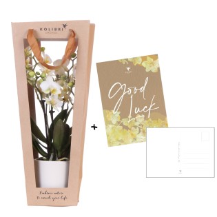 Kolibri Orchids | Plant Gift Good Luck | Lausanne Orchid With Pot, Card & Gift Bag