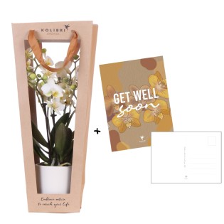 Kolibri Orchids | Plant Gift Get Well Soon | Lausanne Orchid With Pot, Card & Gift Bag