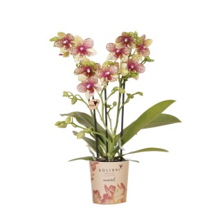 orchidées Phalaenopsis orange-jaune pot Ø9Cm