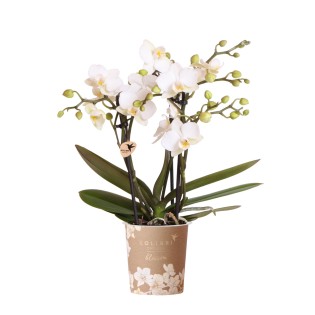 Kolibri Orchids | White Phalaenopsis Orchid Pot Size Ø9Cm | Zürich | Flowering Houseplant – Fresh From The Grower