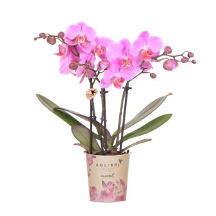 Kolibri Orchids | Purple-Pink Phalaenopsis Orchid Pot Size Ø9Cm | Frederikstad | Flowering Houseplant – Fresh From The Grower