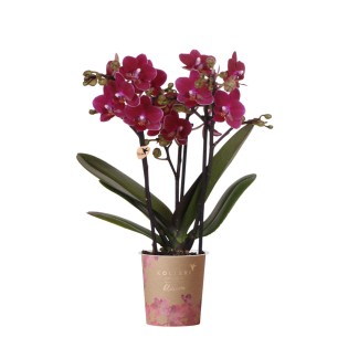 Kolibri Orchids | Purple Phalaenopsis Orchid Pot Size Ø9Cm | Chamonix | Flowering Houseplant – Fresh From The Grower