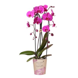 Kolibri orchidées pourpre Phalaenopsis taille du pot d'orchidée Ø12Cm.