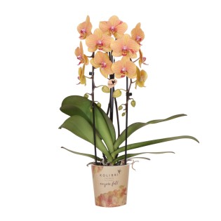 Kolibri Orchids | Orange Phalaenopsis Orchid Pot Size Ø12Cm | Sunny Bunny | Flowering Houseplant – Fresh From The Grower