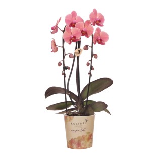 Kolibri Orchids | Salmon-Pink Orchid Pot Size Ø12Cm | Narbonne | Flowering Houseplant – Fresh From The Grower
