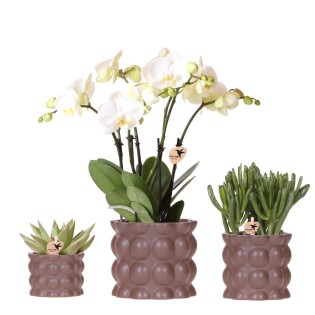 Kolibri Orchids | Plant Set Cotton Brown | Green Plants With White Phalaenopsis Orchid Ghent In Ceramic Decorative Pots