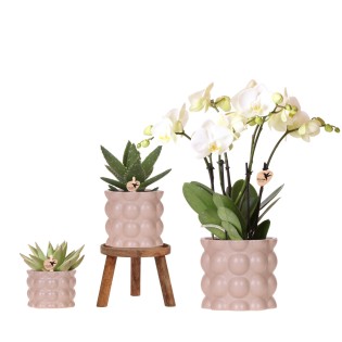 Kolibri Orchids | Plant Set Cotton Sand | Green Plants With White Phalaenopsis Orchid Ghent In Ceramic Decorative Pots