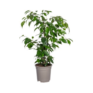 Ficus Benjamina Exotica Ø17Cm - ↕60 - 80Cm