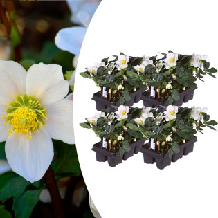 Helleborus Niger ‘Christmas Carol’ – Set Of 24 Christmas Roses (4 X Six-Pack)