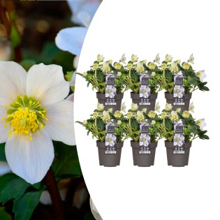 6X Helleborus Niger 'Christmas Carol' | Ø 12 Cm | ↕ 20 Cm