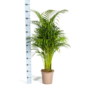 Dypsis Areca Lutescens With Basket Ø21Cm - ↕100 - 120Cm