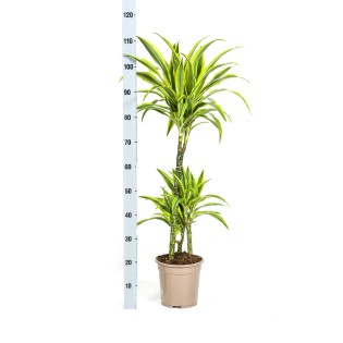Dracaena Deremensis Lemon Lime With Basket Ø21Cm - ↕90 - 110Cm