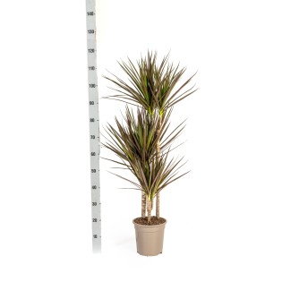 Dracaena Marginata Magenta With Basket Ø21Cm - ↕110 - 130Cm