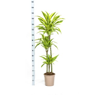 Dracaena Deremensis Lemon Lime With Basket Ø24Cm - ↕130 - 150Cm