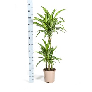 Dracaena Deremensis White Stripe With Basket Ø21Cm - ↕90 - 110Cm