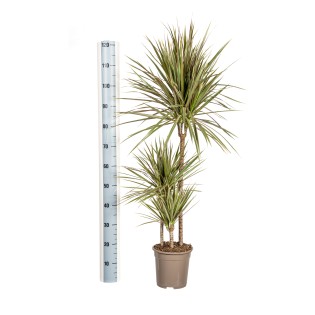 Dracaena Marginata Bicolor With Basket Ø21Cm - ↕110 - 130Cm