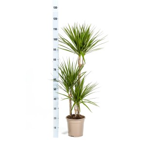 Dracaena Marginata Green With Basket Ø21Cm - ↕110 - 130Cm