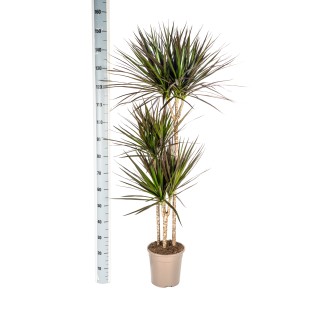 Dracaena Marginata Magenta With Basket Ø24Cm - ↕130 - 150Cm